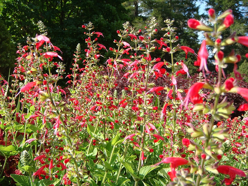 186 Longwood Gardens [2008 August 23].JPG - Longwood Gardens in Pennsylvania